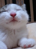 しあわせだにゃあ(&acute;&omega;｀)