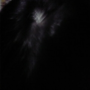 「薄毛」6箱分長期モニター【ＩＧＦ－１育毛理論】の女性専用サプリ「ヘアドルーチェ」の投稿画像