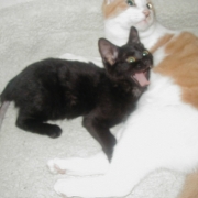 「１・２・３…ダァァァァ！！！！！」【優もあ】優しくユーモアな写真投稿で３名様にプラセンタドリンク３０本プレゼント！の投稿画像