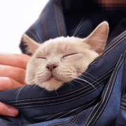 「どんな夢を見てるのかな」amazonギフト券あたる！「ネココ」癒しの猫時間フォトコンテスト(^・x・^)の投稿画像