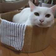 「あ～極楽極楽♪」amazonギフト券あたる！「ネココ」癒しの猫時間フォトコンテスト(^・x・^)の投稿画像