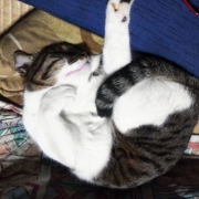 「肉球パンチ☆」amazonギフト券あたる！「ネココ」癒しの猫時間フォトコンテスト(^・x・^)の投稿画像