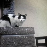 「ニャンコ」amazonギフト券あたる！「ネココ」癒しの猫時間フォトコンテスト(^・x・^)の投稿画像