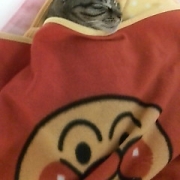 「お昼寝」amazonギフト券あたる！「ネココ」癒しの猫時間フォトコンテスト(^・x・^)の投稿画像