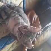 「マロンちゃん」amazonギフト券あたる！「ネココ」癒しの猫時間フォトコンテスト(^・x・^)の投稿画像