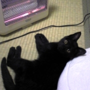 「猫だって寒いんだもん。」amazonギフト券あたる！「ネココ」癒しの猫時間フォトコンテスト(^・x・^)の投稿画像