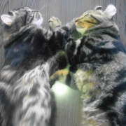 「兄弟でお昼寝」amazonギフト券あたる！「ネココ」癒しの猫時間フォトコンテスト(^・x・^)の投稿画像