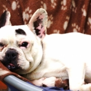 「眠りかけ」【優もあ】優しくユーモアな写真投稿で３名様にプラセンタドリンク３０本プレゼント！の投稿画像