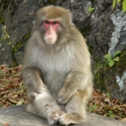 「日光いろは坂で・・・」【優もあ】優しくユーモアな写真投稿で３名様にプラセンタドリンク３０本プレゼント！の投稿画像