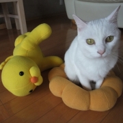 「ちょっと貸して～♪」【優もあ】優しくユーモアな写真投稿で３名様にプラセンタドリンク３０本プレゼント！の投稿画像