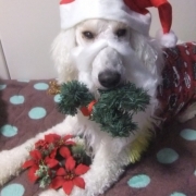 「サンタさんになりたくない！！」【クリスマス＆お正月】ワンちゃんネコちゃん★フォトコンテスト【プレゼントあり！】の投稿画像