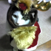 「ぬいぐるみwww」【クリスマス＆お正月】ワンちゃんネコちゃん★フォトコンテスト【プレゼントあり！】の投稿画像