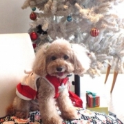 「クリスマスオフパーティー」【クリスマス＆お正月】ワンちゃんネコちゃん★フォトコンテスト【プレゼントあり！】の投稿画像