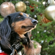 「サンタさん来るかな。」【クリスマス＆お正月】ワンちゃんネコちゃん★フォトコンテスト【プレゼントあり！】の投稿画像