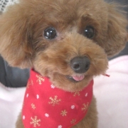 「エヘヘ♪」【クリスマス＆お正月】ワンちゃんネコちゃん★フォトコンテスト【プレゼントあり！】の投稿画像