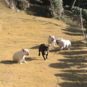 「元気に走り回るぞぉ～」【クリスマス＆お正月】ワンちゃんネコちゃん★フォトコンテスト【プレゼントあり！】の投稿画像