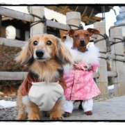 「はつもうで！」【クリスマス＆お正月】ワンちゃんネコちゃん★フォトコンテスト【プレゼントあり！】の投稿画像