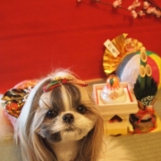 「お正月くらいはおしとやかに。。」【クリスマス＆お正月】ワンちゃんネコちゃん★フォトコンテスト【プレゼントあり！】の投稿画像