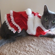 「お帰りなさいませ、ご主人様♪」【クリスマス＆お正月】ワンちゃんネコちゃん★フォトコンテスト【プレゼントあり！】の投稿画像