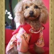 「初めての着物」【クリスマス＆お正月】ワンちゃんネコちゃん★フォトコンテスト【プレゼントあり！】の投稿画像