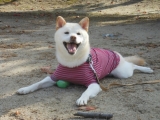「僕、、、走るのだ～い好き♪」の画像（1枚目）