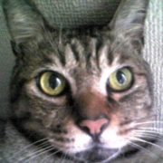 「猫カレンダー」あなたの傑作写真を2013年のカレンダーにプリントいたしますの投稿画像