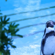 「初　水族館！」【クリンスイ】～水のある風景～　写真テーマ「初○○」の投稿画像