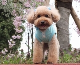 「カフェ＆桜」の画像（2枚目）