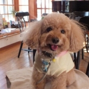 「カフェ＆桜」あなたの傑作写真を2013年のカレンダーにプリントいたしますの投稿画像