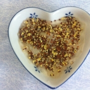 「初栽培＆発芽」【クリンスイ】～水のある風景～　写真テーマ「初○○」の投稿画像