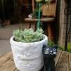 「猫」【ガーデニスト募集♪】お任せ！寄せ植えハンギングバスケット・モニター募集の投稿画像