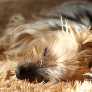 「ポカポカお昼ね」【ぽかぽかの春！】ワンちゃんネコちゃん★フォトコンテスト【プレゼントあり♪】の投稿画像