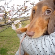 「桜のつぼみ」【ぽかぽかの春！】ワンちゃんネコちゃん★フォトコンテスト【プレゼントあり♪】の投稿画像