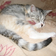 「お昼寝♪」【ぽかぽかの春！】ワンちゃんネコちゃん★フォトコンテスト【プレゼントあり♪】の投稿画像