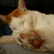 「ぽかぽか」【ぽかぽかの春！】ワンちゃんネコちゃん★フォトコンテスト【プレゼントあり♪】の投稿画像