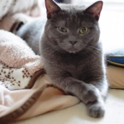 「年越しもコタツに入り浸りの愛猫」【新春写真コンテスト】温泉水99 2L&times;6本 20名様プレゼント！の投稿画像