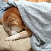 「１７歳のうちのポチ！」【新春写真コンテスト】温泉水99 2L&times;6本 20名様プレゼント！の投稿画像