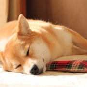 「ひなたぼっこ♪」【ぽかぽかの春！】ワンちゃんネコちゃん★フォトコンテスト【プレゼントあり♪】の投稿画像