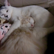 「快適～♪」【ぽかぽかの春！】ワンちゃんネコちゃん★フォトコンテスト【プレゼントあり♪】の投稿画像