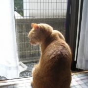 「日向ぼっこ！！」【ぽかぽかの春！】ワンちゃんネコちゃん★フォトコンテスト【プレゼントあり♪】の投稿画像