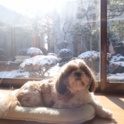 「ここが一番ぽかぽかするわん」【ぽかぽかの春！】ワンちゃんネコちゃん★フォトコンテスト【プレゼントあり♪】の投稿画像