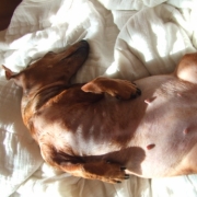 「春の日差しで「ぽっかぽか！！」」【ぽかぽかの春！】ワンちゃんネコちゃん★フォトコンテスト【プレゼントあり♪】の投稿画像