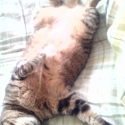 「昼寝」【ぽかぽかの春！】ワンちゃんネコちゃん★フォトコンテスト【プレゼントあり♪】の投稿画像