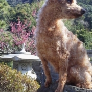 「春になりました。」【ぽかぽかの春！】ワンちゃんネコちゃん★フォトコンテスト【プレゼントあり♪】の投稿画像