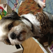 「これからお出かけ」【ぽかぽかの春！】ワンちゃんネコちゃん★フォトコンテスト【プレゼントあり♪】の投稿画像