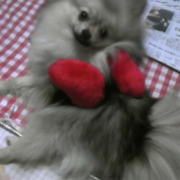 「かわいい」あなたの傑作写真をマグネットにいたします。の投稿画像