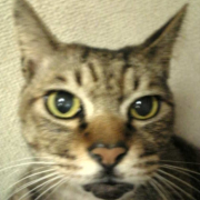 「猫マグネット」あなたの傑作写真をマグネットにいたします。の投稿画像