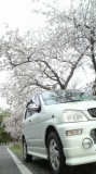 「愛車と桜と」の画像（1枚目）