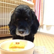 「『まだ？まだ？』」&hellip;★☆★ペットの写真大募集！！★☆★&hellip;【AP水】Webサイトを飾ってください！の投稿画像