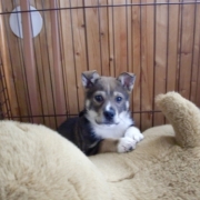 「辛い過去を乗り越えて・・・」&hellip;★☆★ペットの写真大募集！！★☆★&hellip;【AP水】Webサイトを飾ってください！の投稿画像